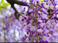Chasing Wisteria at Juun-ji