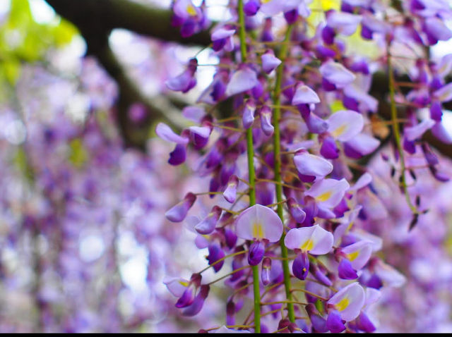 Chasing Wisteria at Juun-ji