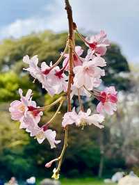 Cherry Blossoms in Full Bloom: Spring at Hamamatsu Castle