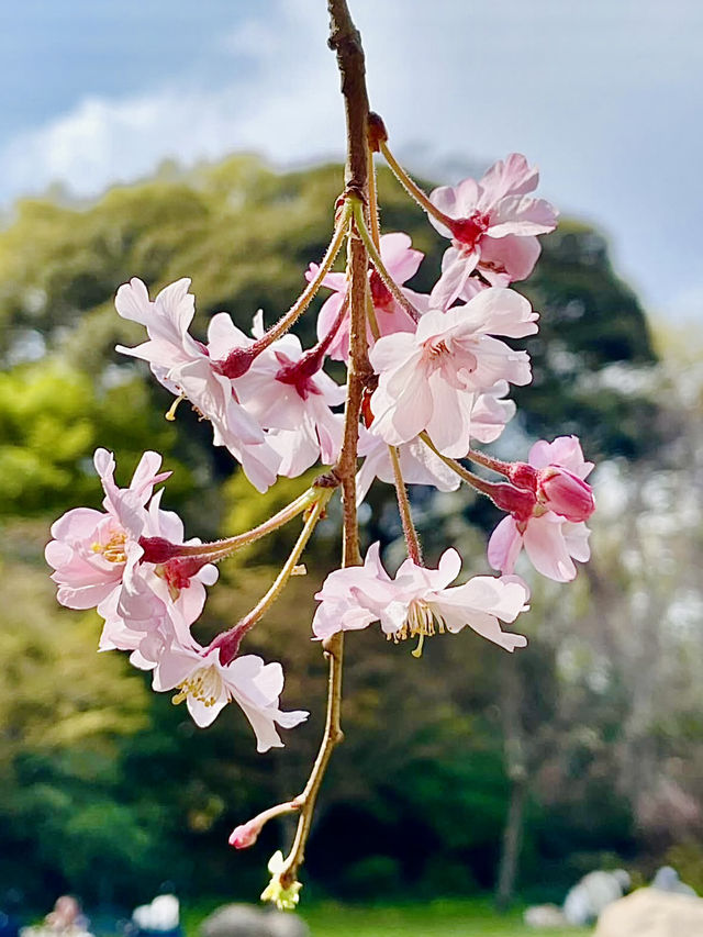 Cherry Blossoms in Full Bloom: Spring at Hamamatsu Castle