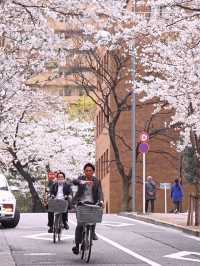 🌸 Full Bloom of Cherry Blossoms in Roppongi, Tokyo!