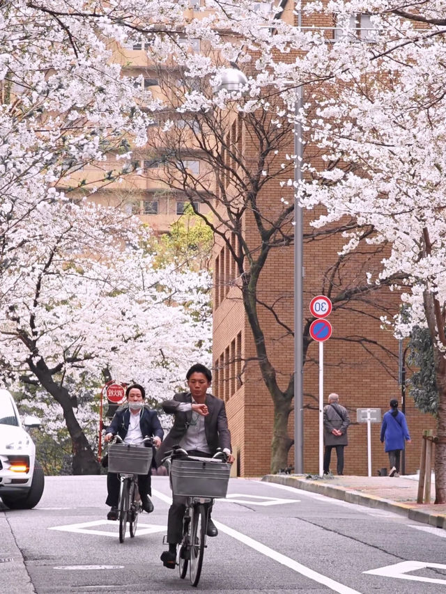 🌸 Full Bloom of Cherry Blossoms in Roppongi, Tokyo!