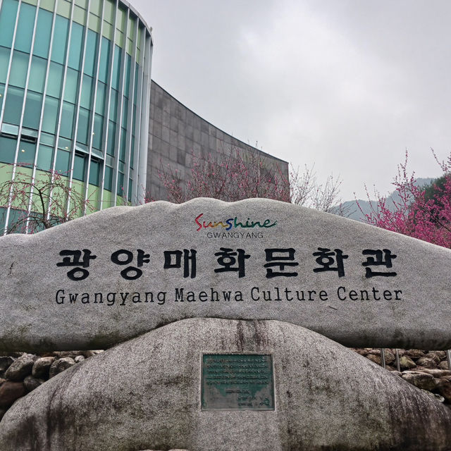 "봄날의 꿈, 청매실농원에서 매화꽃과 함께"