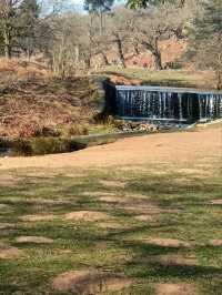 Bradgate Park