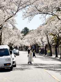 🌸하트 벚꽃 포인트가 있는 대릉원 돌담길🌸