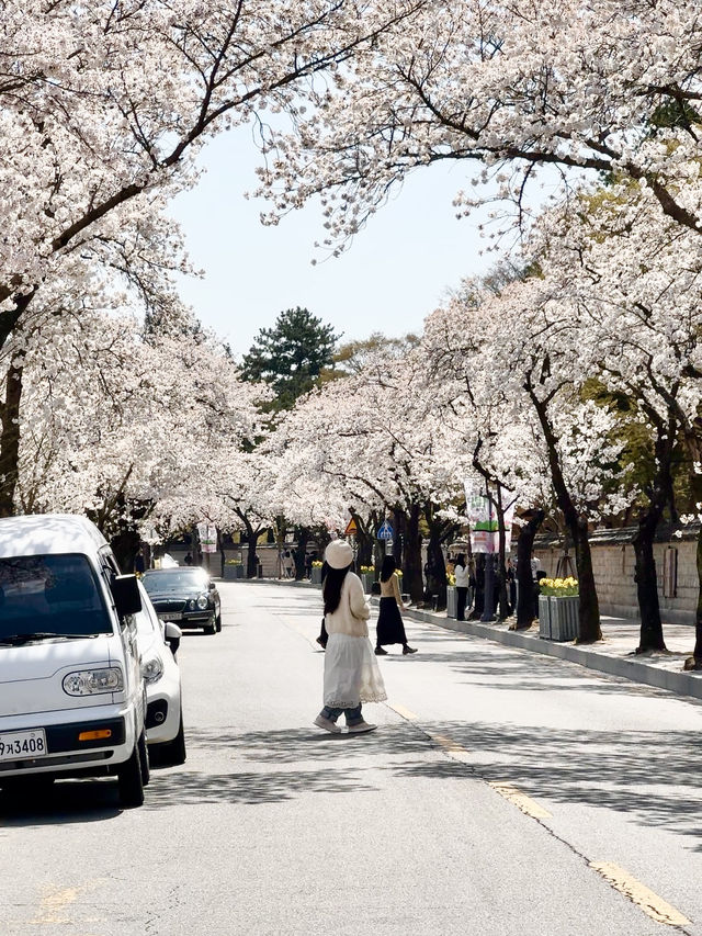 🌸하트 벚꽃 포인트가 있는 대릉원 돌담길🌸