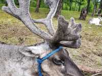 Khovsgol’s Wild Beauty: Moose, Mirror-Like Lakes, and Sustainable Adventures