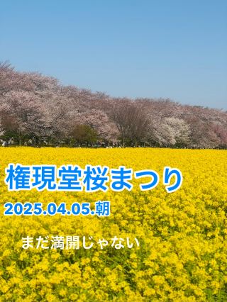 [佐手]權現堂櫻花節 20250405