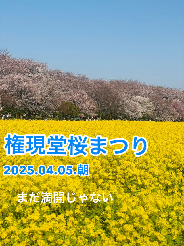 【幸手】権現堂桜まつり20250405