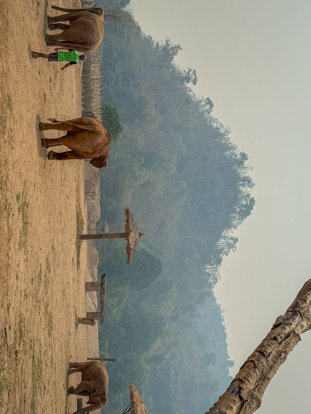 🇹🇭태국 Elephant Nature Park(ENP)에 대해 알고 있나요?🇹🇭