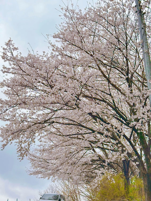 꽃들이 예쁘게 피고 있는 완산칠봉꽃동산
