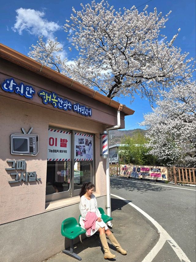 청도 레트로 마을의 낭만적 벚꽃여행🌸