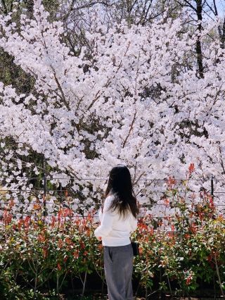 앞산해넘이전망대 벚꽃 뷰 확인