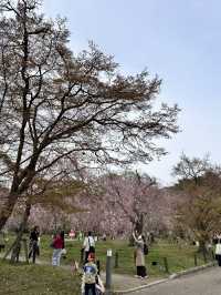 【京都】綺麗なお花に癒される子どもも嬉しいピクニックスポット