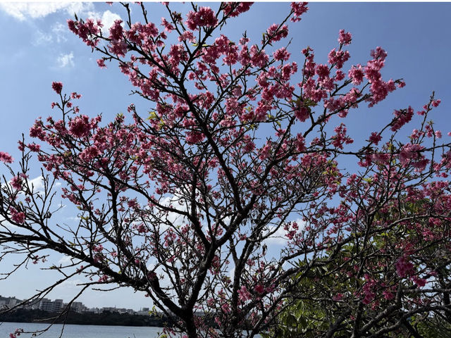 漫湖公園（那霸市）