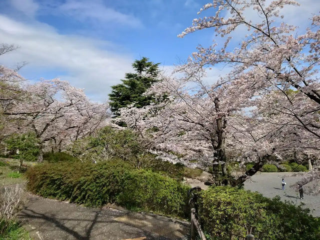Sakurayama