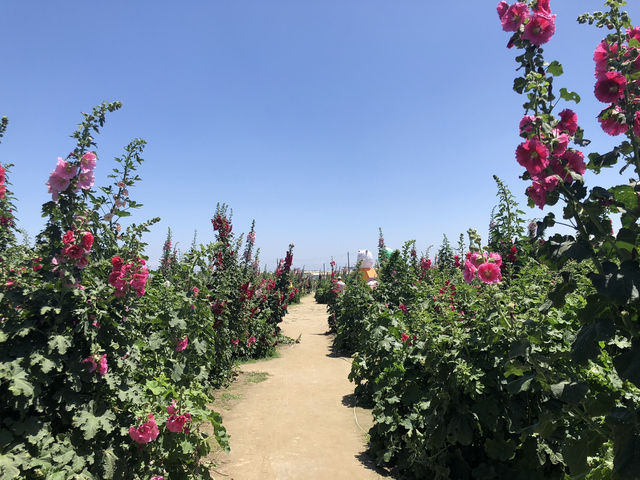 學甲蜀葵花季一日輕旅行～花牆爆炸美