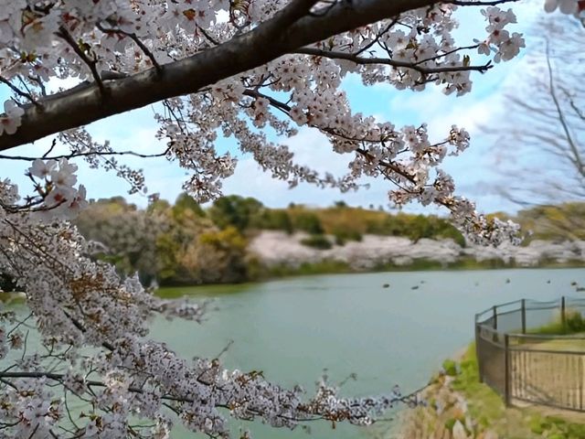 大阪賞櫻-花博公園鶴見綠地，世界各國庭園造景