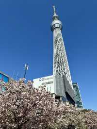 Spring Stroll at Oshinari Park – Cherry Blossoms & Skytree Views