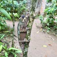 Réserve Peyrieras Madagascar Exotic｜近距離認識馬達加斯加生物
