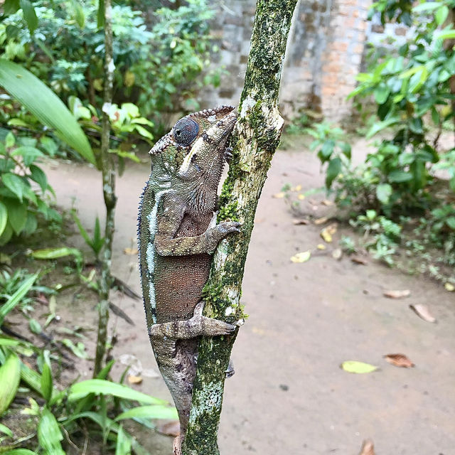 Réserve Peyrieras Madagascar Exotic｜近距離認識馬達加斯加生物
