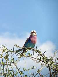 塞倫蓋提國家公園 Serengeti National Park｜一生必訪的野生動物天堂