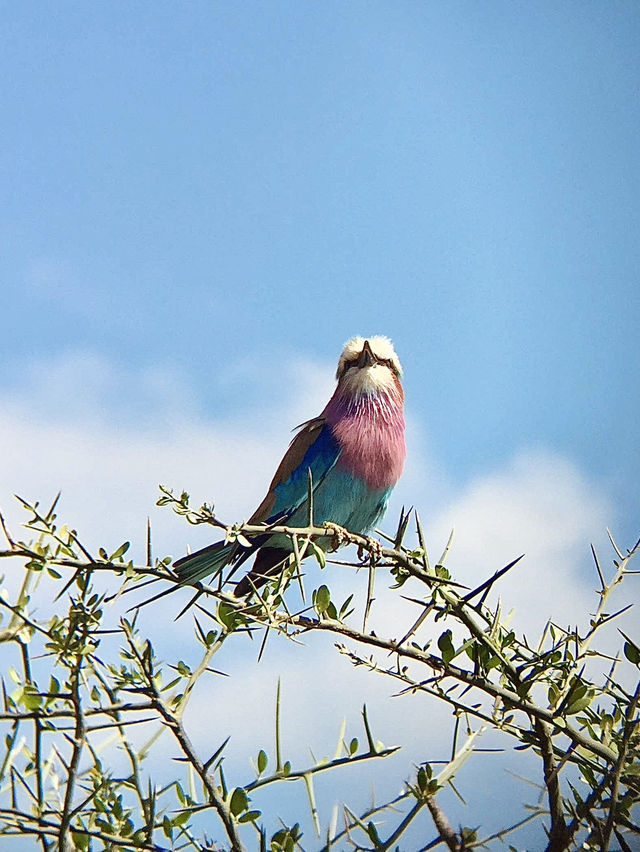 塞倫蓋提國家公園 Serengeti National Park｜一生必訪的野生動物天堂