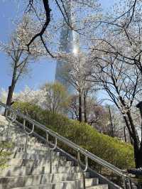 Cherry Blossoms Guide for Lotte World