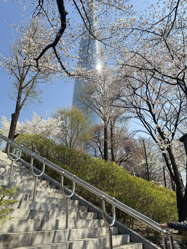 Cherry Blossoms Guide for Lotte World