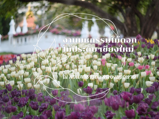 งานมหกรรมไม้ดอก-ไม้ประดับ ที่หนองบวกหาด เชียงใหม่