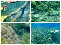  💦“คลองหรูด คลองน้ำใส“ Krabi no Sea🏝️