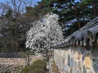 “Bulguksa Temple: Where Cherry Blossoms Embrace Timeless Tranquility”