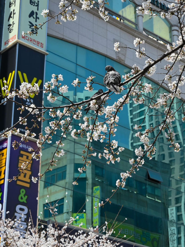 “Blossom Trails of Gwangju’s Charming Streets” “Blossom Trails of Gwangju’s Charming Streets”