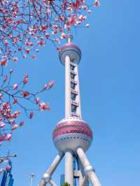 Cherry Blossom in Pink: The Heartbeat of Shanghai's Spring