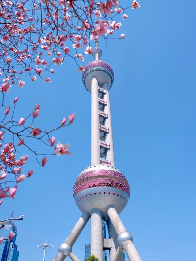 Cherry Blossom in Pink: The Heartbeat of Shanghai's Spring
