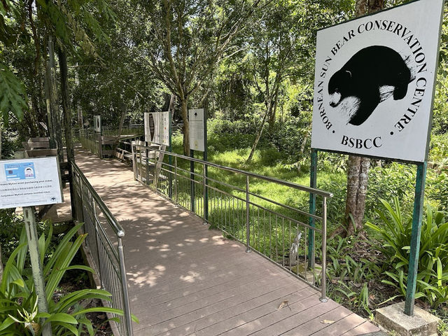 Bornean Sun Bear Conservation Centre (BSBCC) – Sepilok’s Hidden Gem** 🐻🌿  