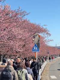 🌸 Miura Kaigan Cherry Blossoms Are Almost in Full Bloom — Don’t Miss It!