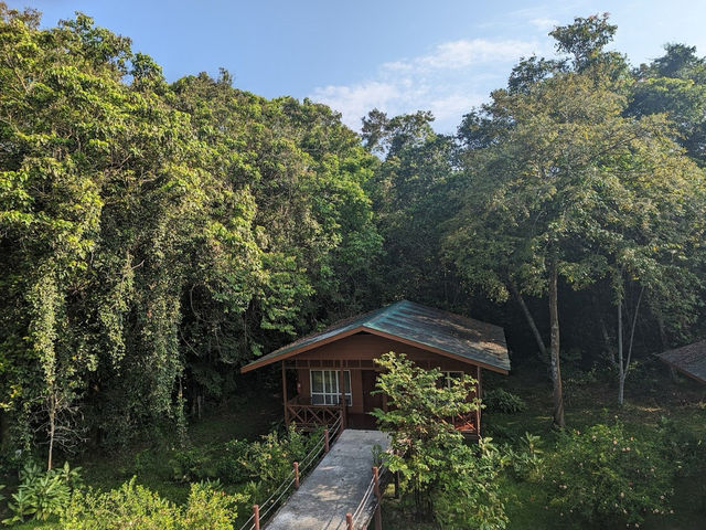 Wild & Wondrous: My Jungle Adventure on Kinabatangan River! 🌿🐘