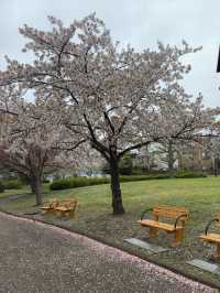 東京｜行船公園的櫻花魅力