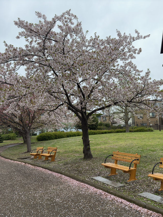 東京｜行船公園的櫻花魅力
