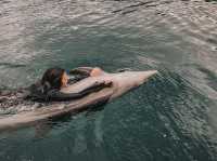 Swim with Dolphins in Kyushu: A One-Day Escape to Youra, Tsukumi