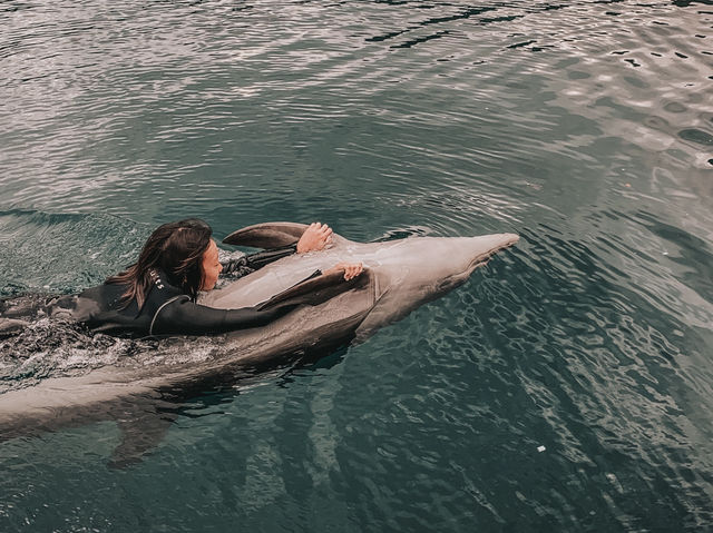 Swim with Dolphins in Kyushu: A One-Day Escape to Youra, Tsukumi