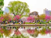 🌸 Yuyuantan Park: Beijing’s Pink Paradise You Can’t Miss! 🌸