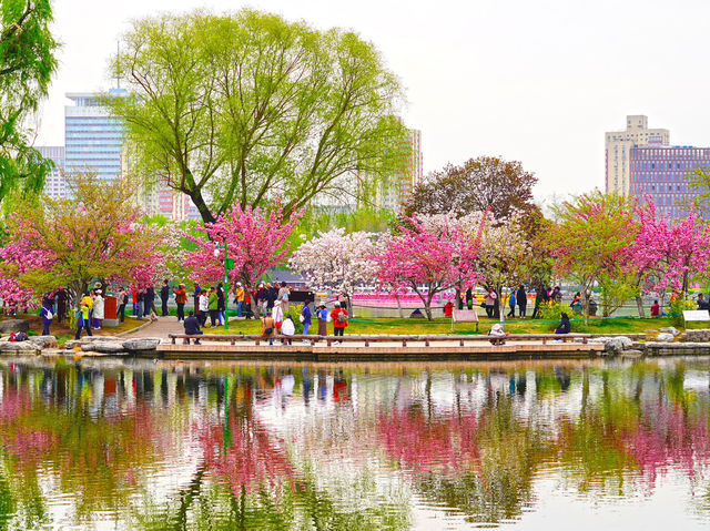 🌸 Yuyuantan Park: Beijing’s Pink Paradise You Can’t Miss! 🌸