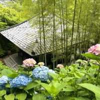 【鎌倉】鎌倉の紫陽花 有名スポット長谷寺