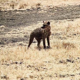 Lerai Picnic Site in Ngorongoro Conservation Area