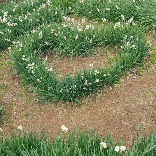 潮風に揺られる水仙の花