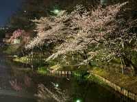 Senshu Park Cherry Blossoms-Akita's Floral Castle in the Sky