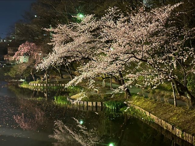 Senshu Park Cherry Blossoms-Akita's Floral Castle in the Sky