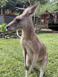 【オーストラリア】コアラ抱っこやカンガルーに餌やりも⁈ キュランダコアラ庭園
